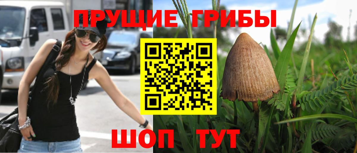 Псилоцибиновые грибы прущие грибы  Вход с VPN  Отрадное 
